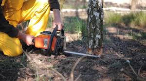 Best Grass Overseeding  in La Cresta, CA