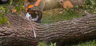 Best Emergency Tree Removal  in La Cresta, CA
