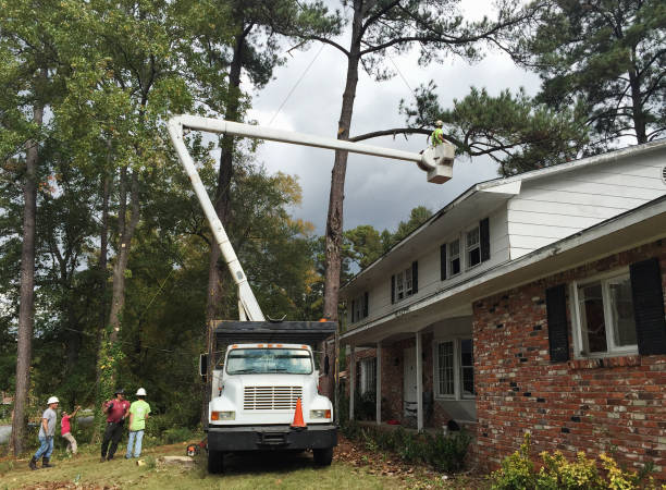 Best Fruit Tree Pruning  in La Cresta, CA