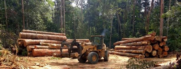 Best Tree Preservation Services  in La Cresta, CA