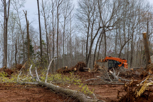 Best Tree Risk Assessment  in La Cresta, CA