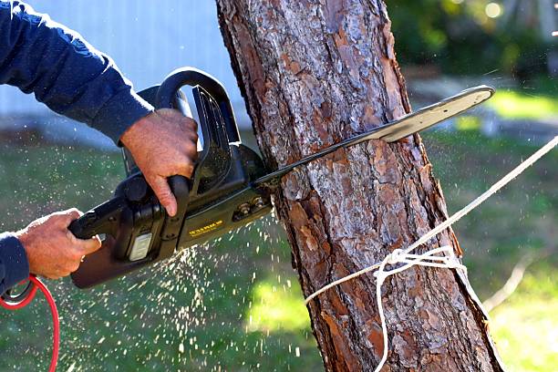 How Our Tree Care Process Works  in  La Cresta, CA