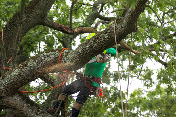 Best Commercial Tree Services  in La Cresta, CA