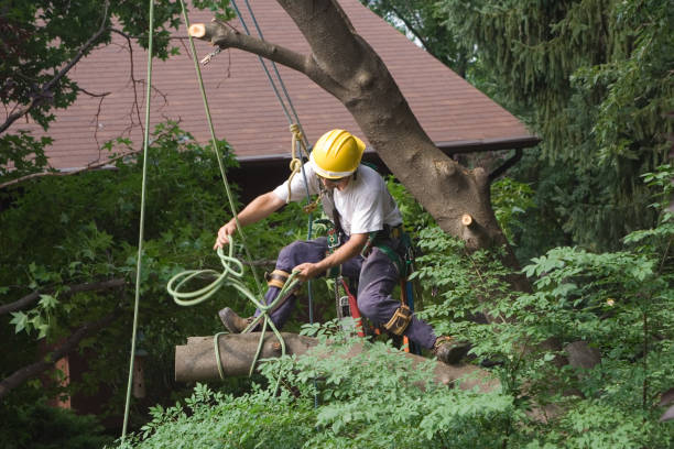 Best Utility Line Clearance  in La Cresta, CA