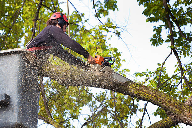 Best Firewood Processing and Delivery  in La Cresta, CA