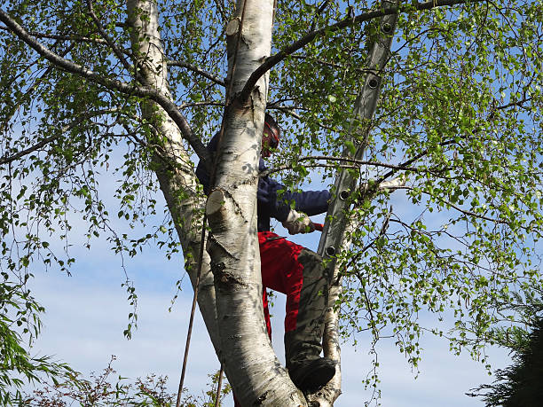 Best Tree and Shrub Care  in La Cresta, CA